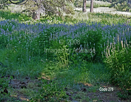 Field of Lupine at Bell Meadows